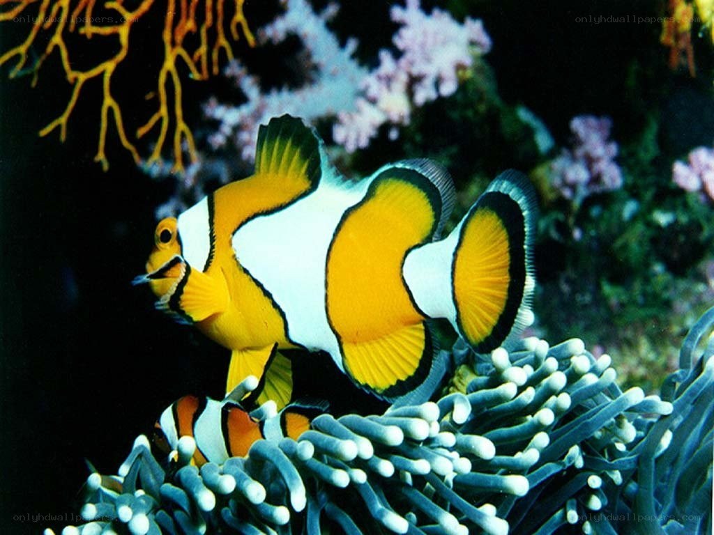 clownfish in coral reef
