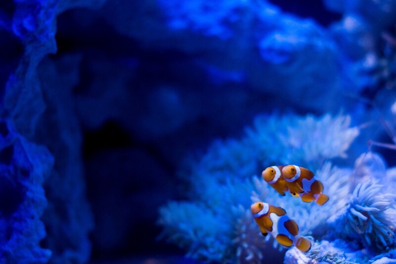 clownfish in coral reef