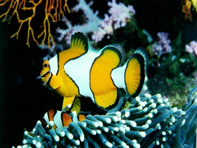 Clownfish in coral reef