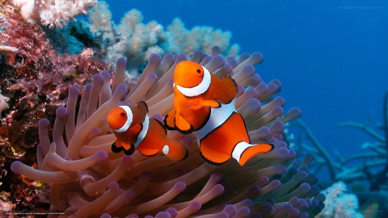 Clownfish in coral reef