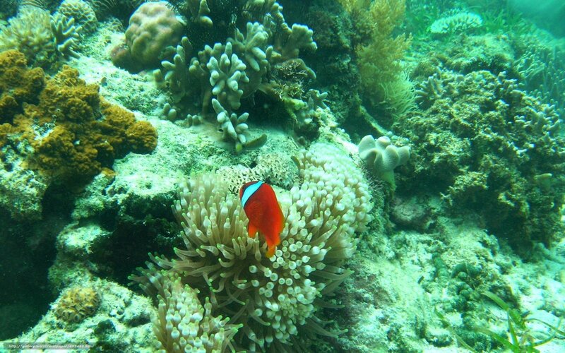 Clownfish in coral reef
