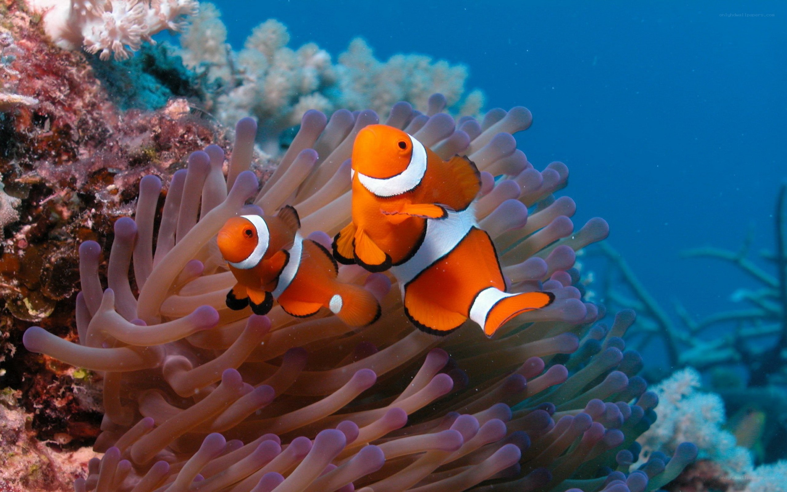 Clownfish in coral reef