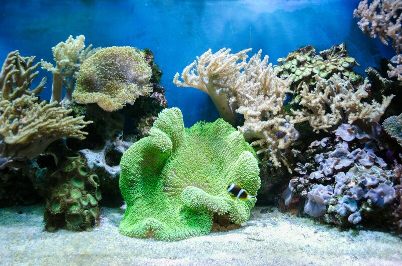 Clownfish in Coral Reef — Blue, Serene