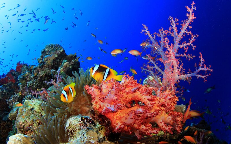 Clownfish in Coral Reef — Blue, Vibrant, Photograph, Anemone