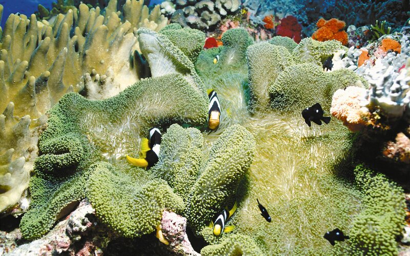 Clownfish in Coral Reef — Green