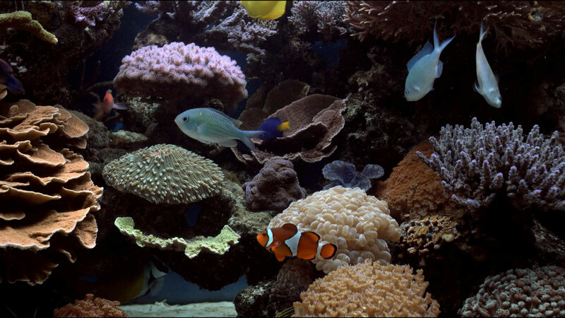 Clownfish in Coral Reef — Orange, Serene