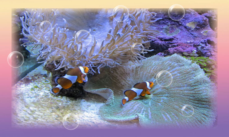 Clownfish in Coral Reef — Purple