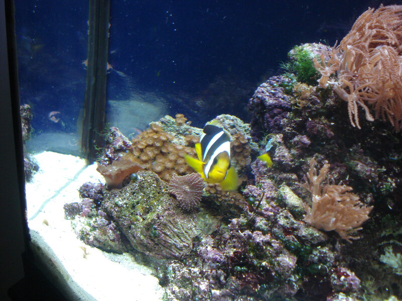 clownfish in coral reef tank