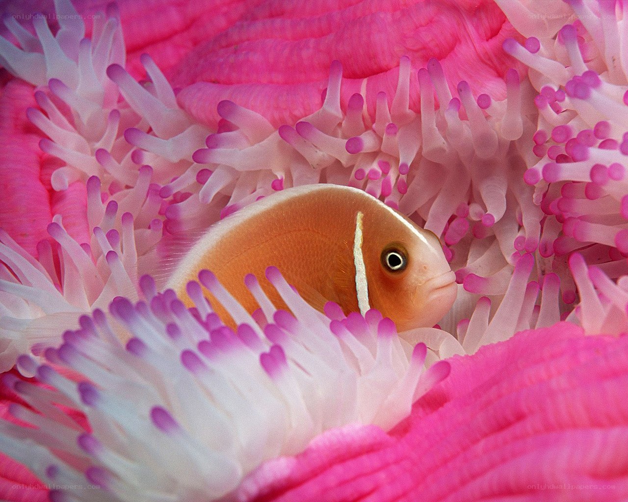 clownfish in pink anemone