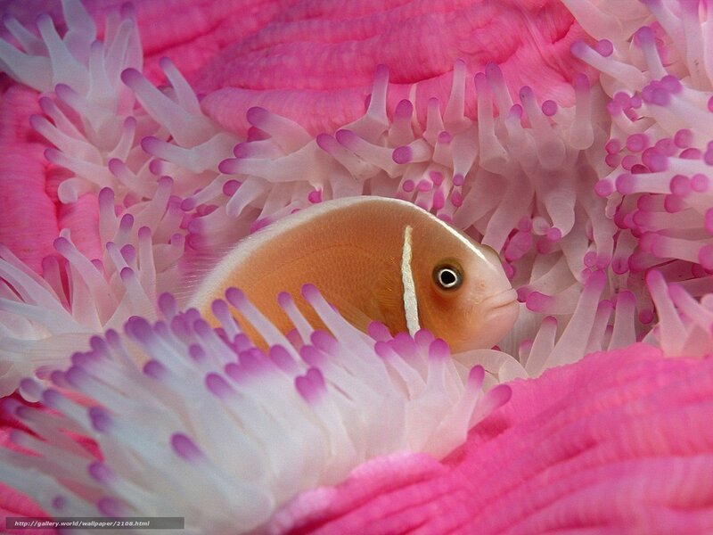 clownfish in pink anemone