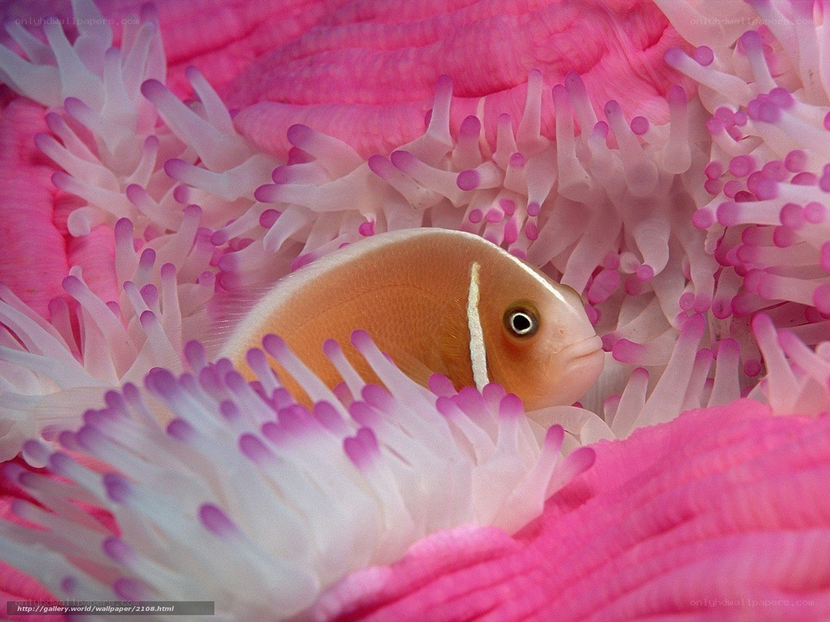 clownfish in pink anemone
