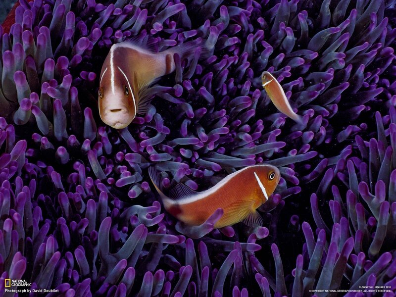 Clownfish in purple anemone