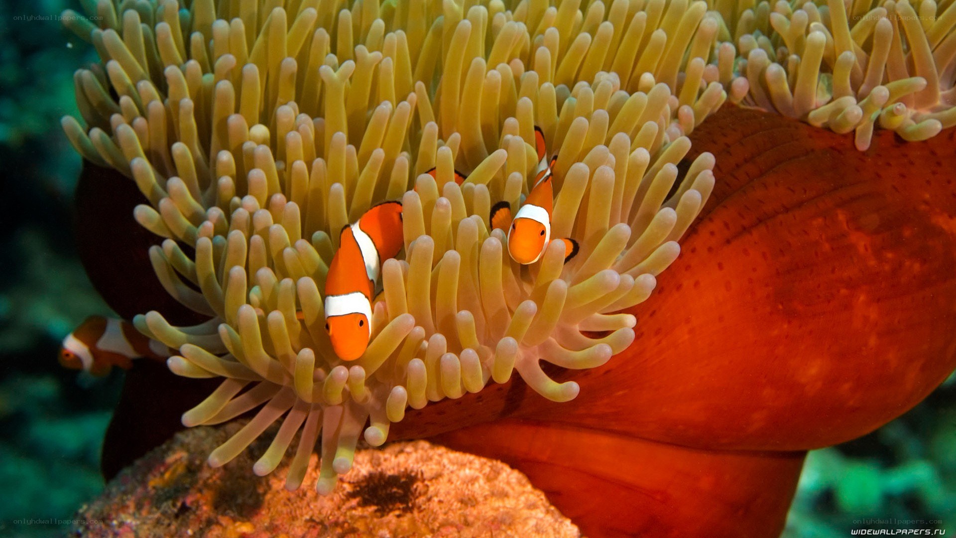 clownfish in sea anemone