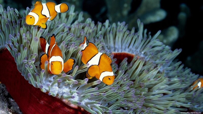 clownfish in sea anemone