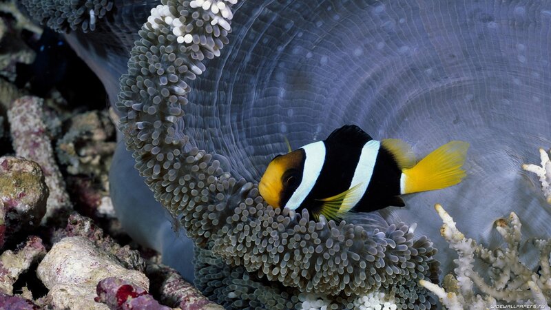 Clownfish in sea anemone