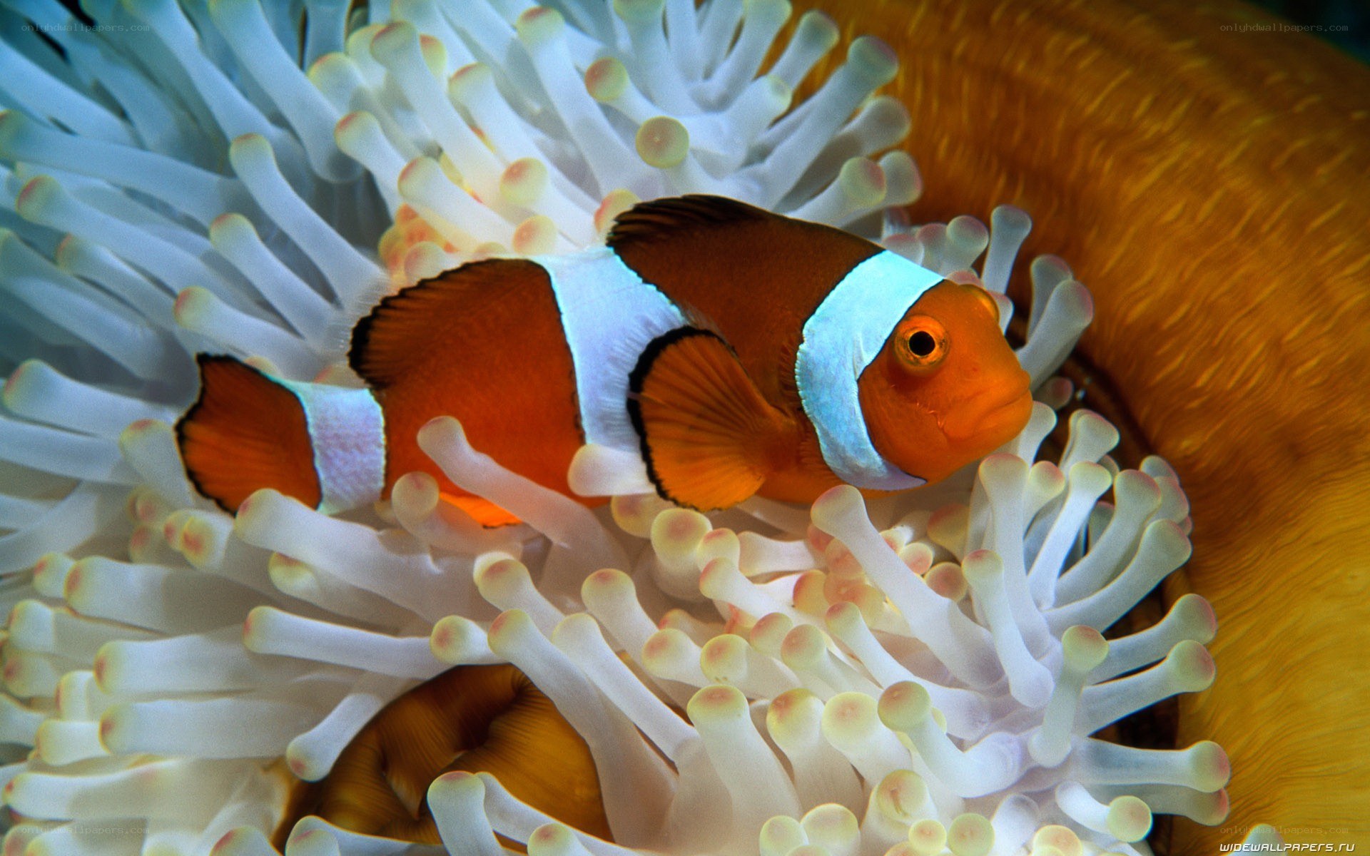 clownfish in sea anemone