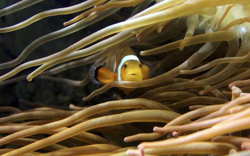 clownfish in sea anemone