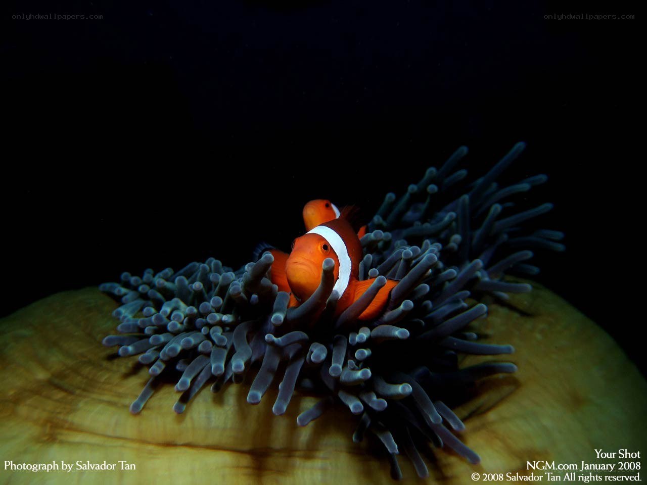 clownfish in sea anemone