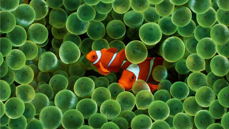 clownfish in sea anemone
