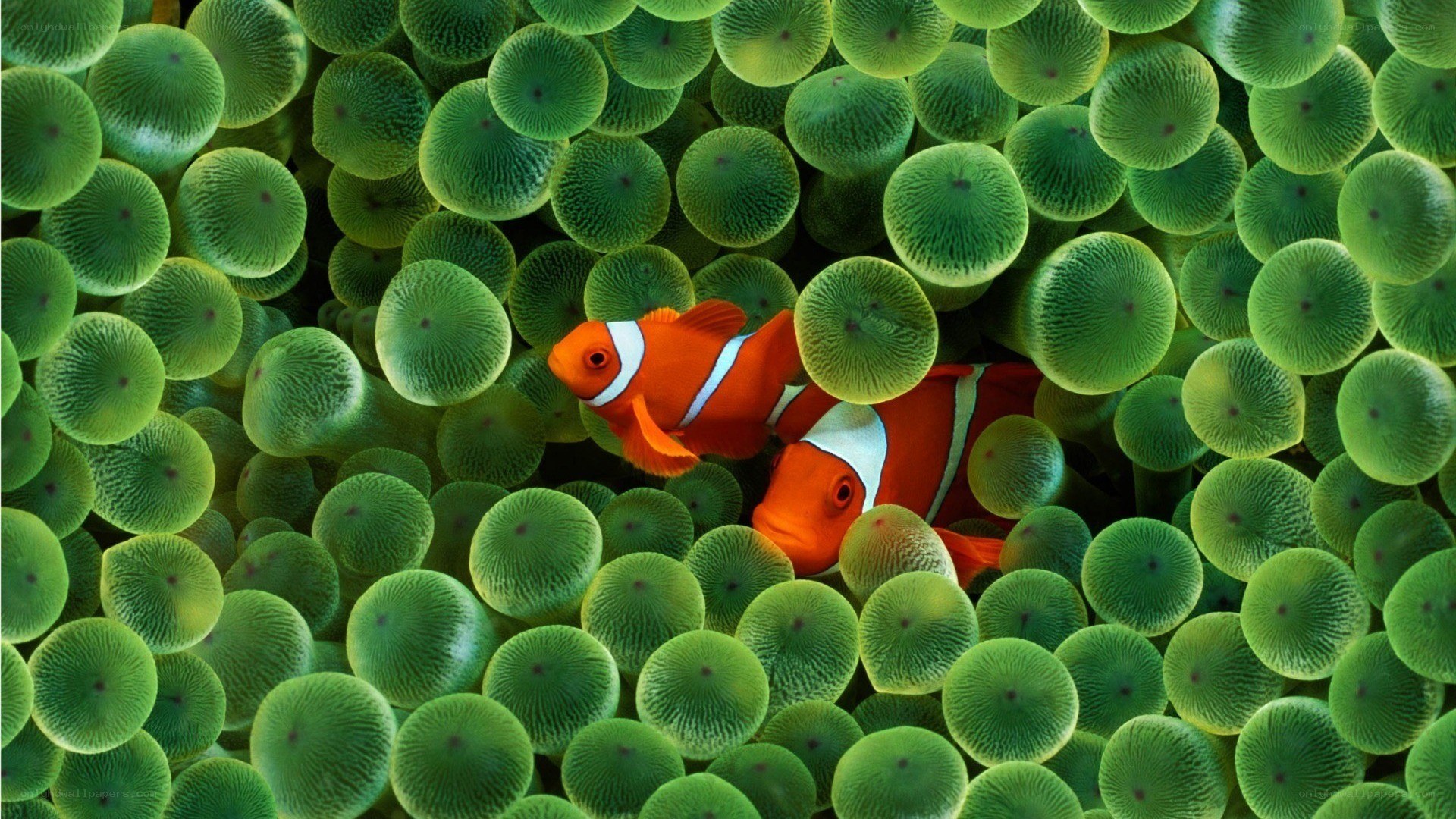 clownfish in sea anemone