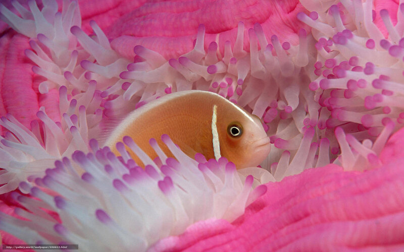 Clownfish in sea anemone