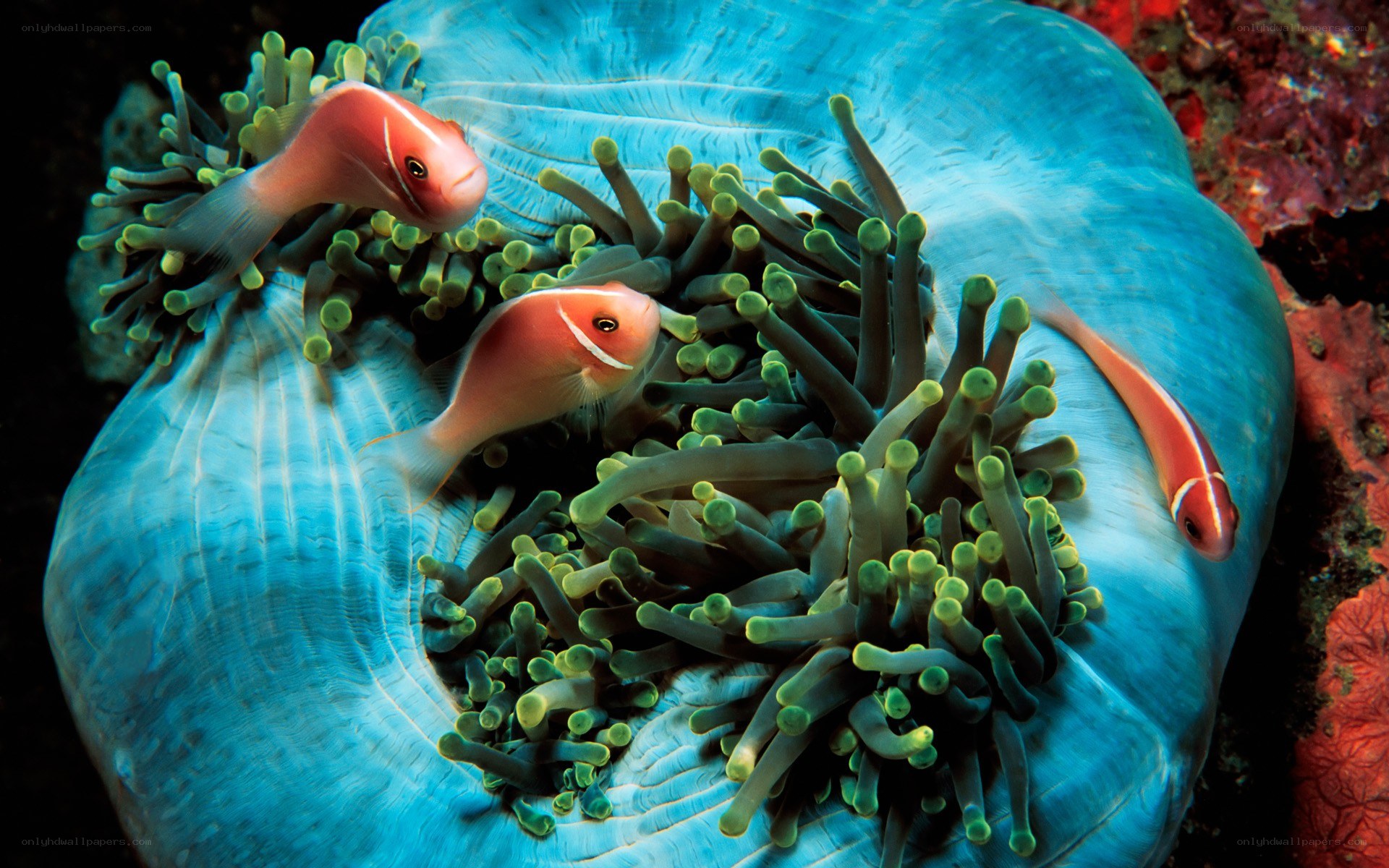 Clownfish in sea anemone
