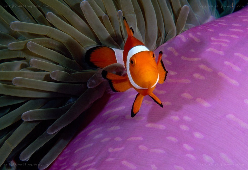 Clownfish in sea anemone