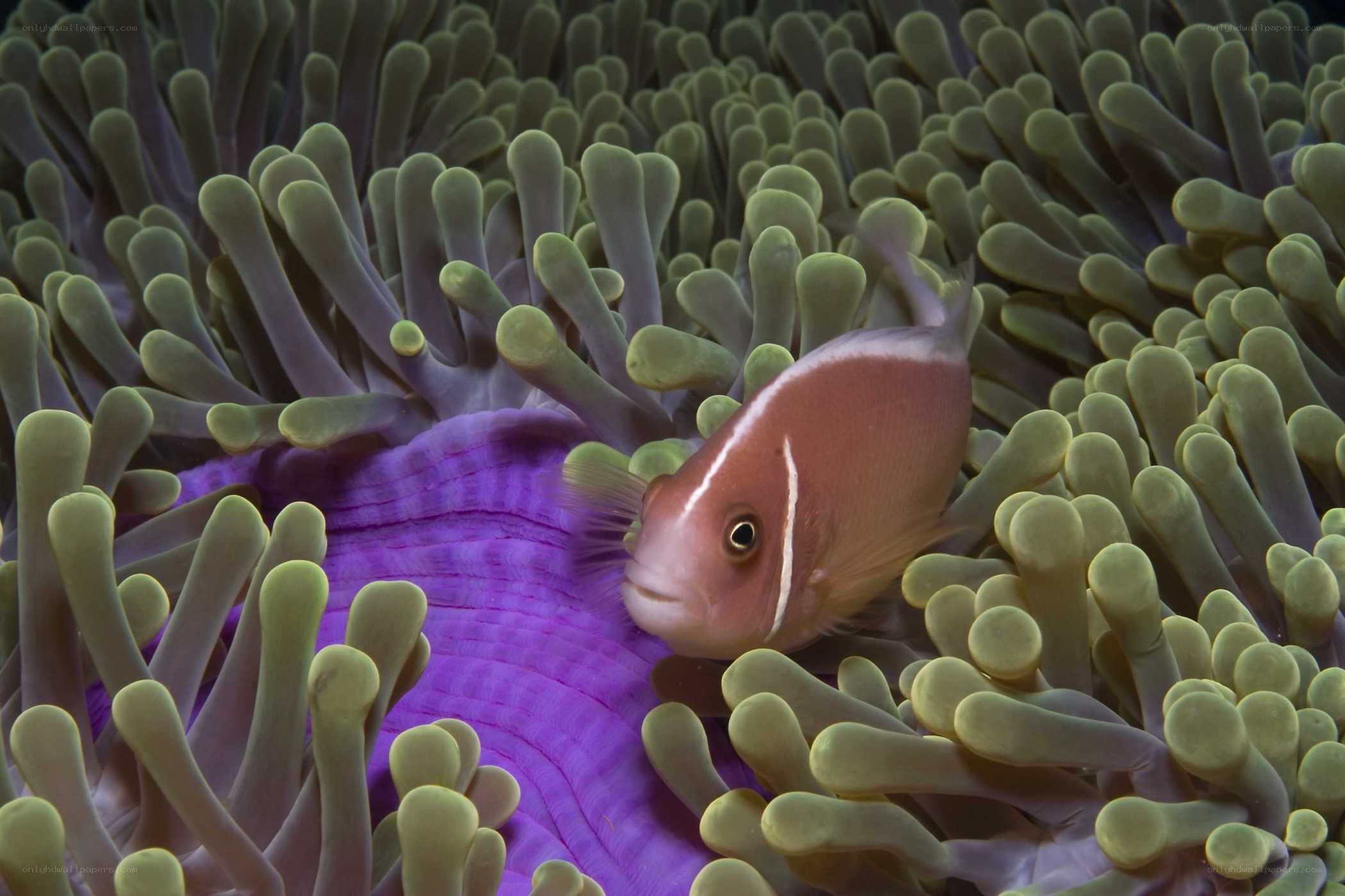 clownfish in sea anemone