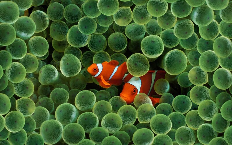 clownfish in sea anemone