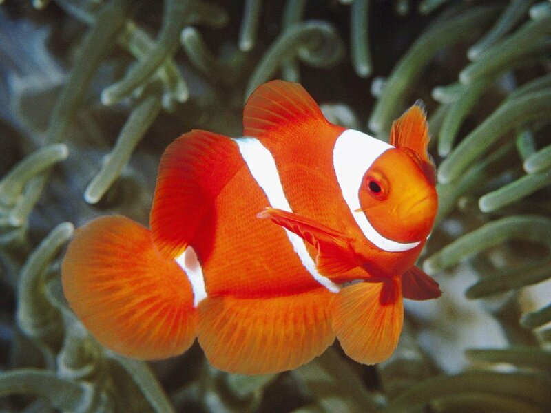 clownfish in sea anemone