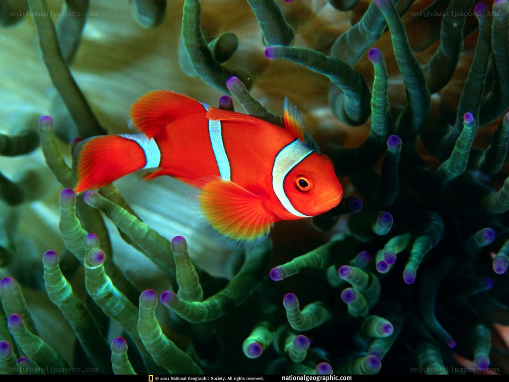 Clownfish in sea anemone