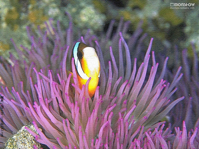 clownfish in sea anemone