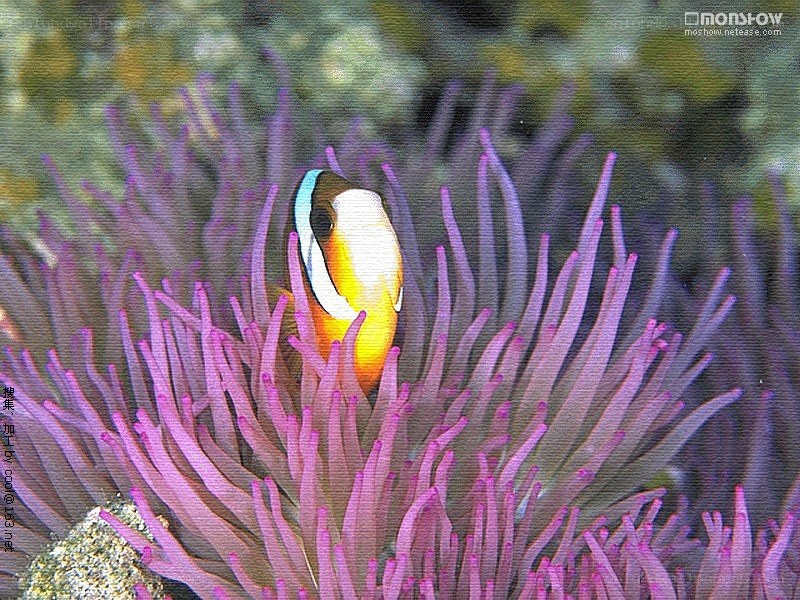 clownfish in sea anemone