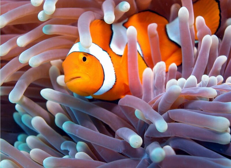 Clownfish in sea anemone