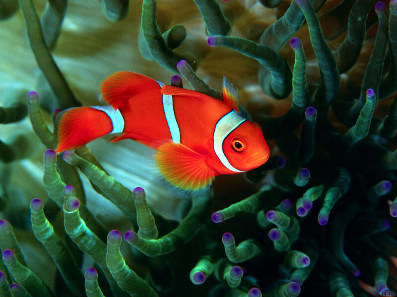 clownfish in sea anemone