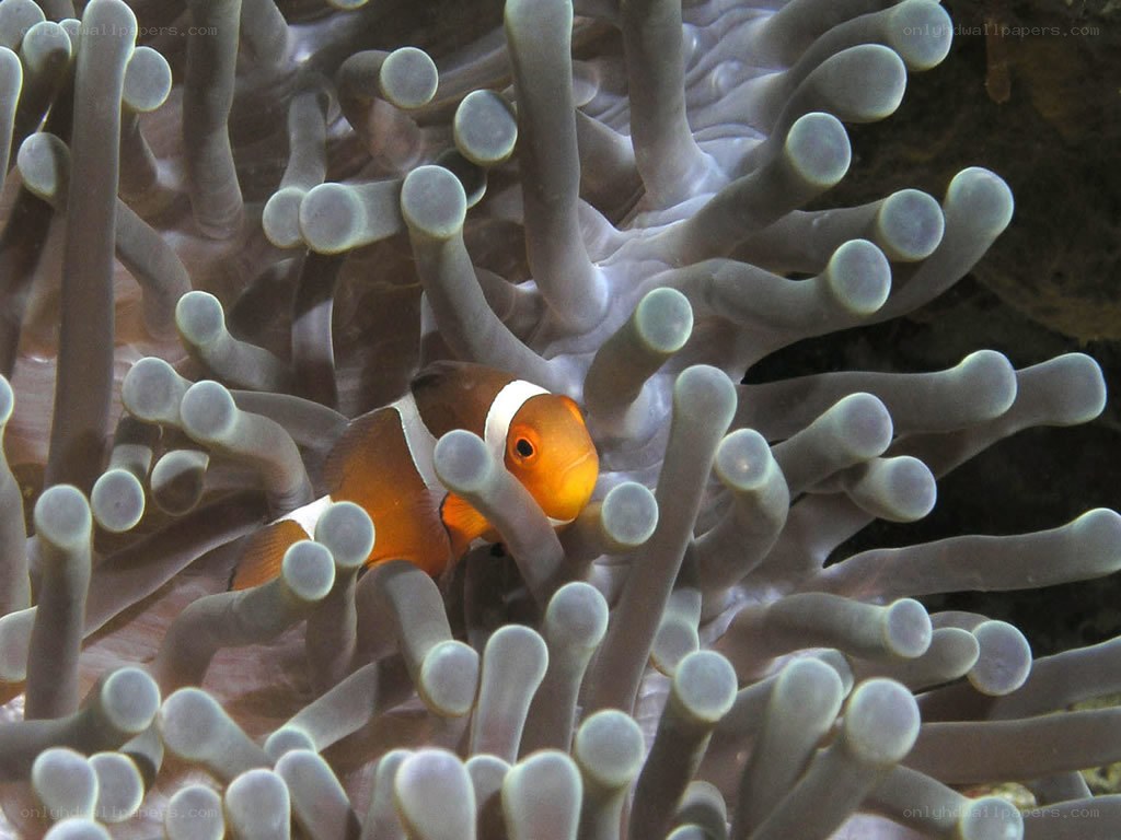 clownfish in sea anemone