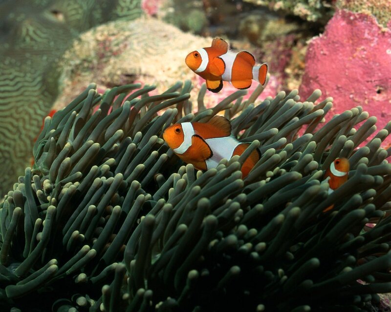 Clownfish in sea anemone