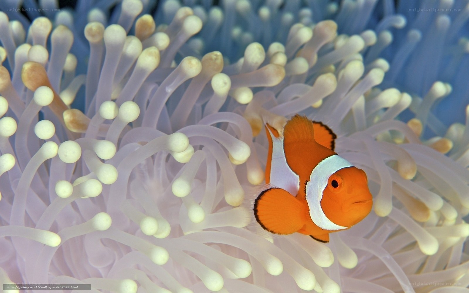 clownfish in sea anemone
