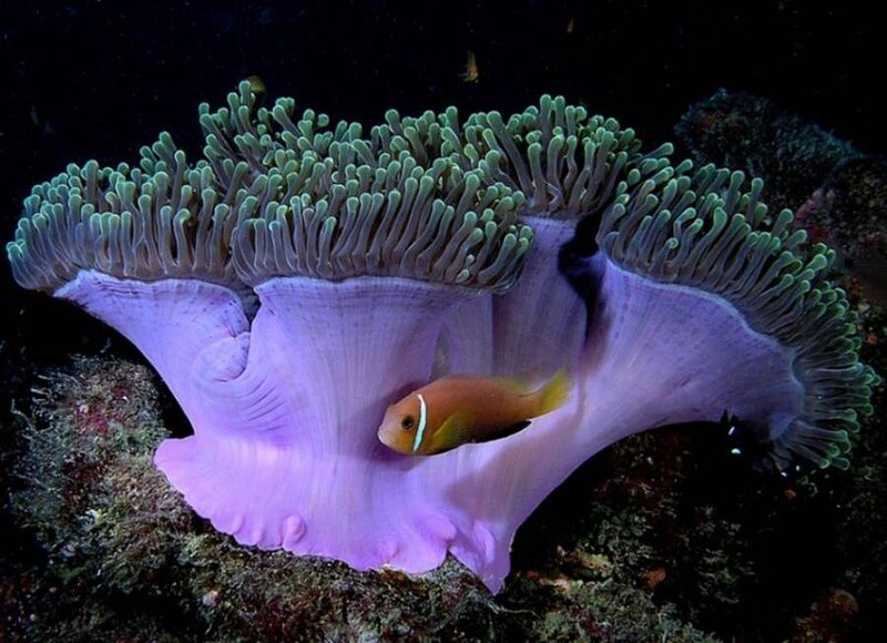 clownfish in sea anemone