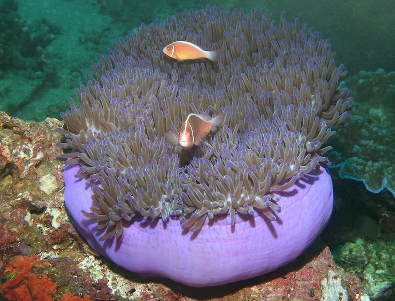 clownfish in sea anemone