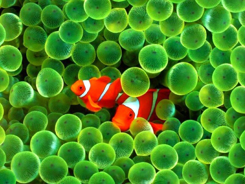 clownfish in sea anemone