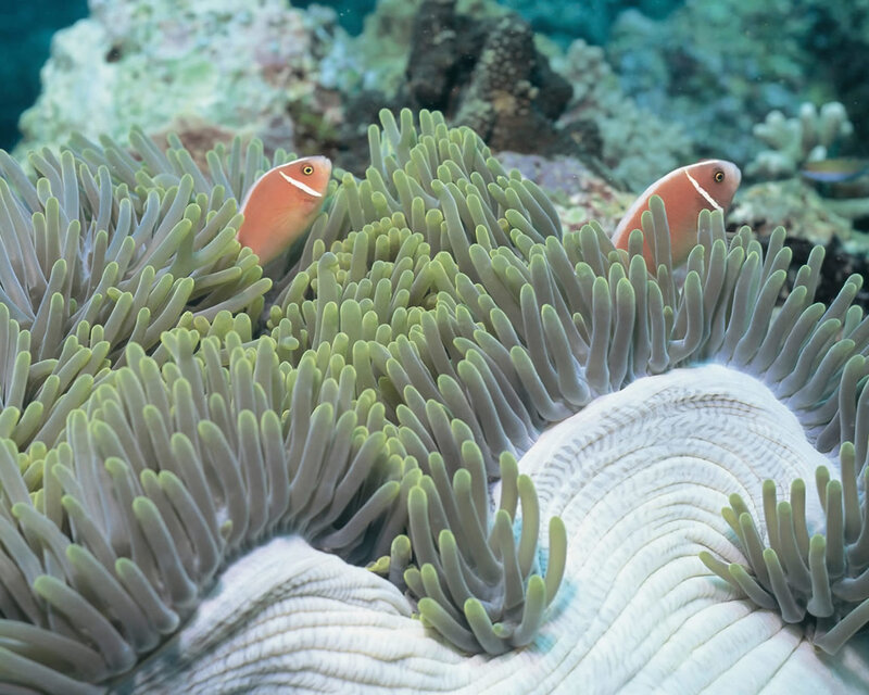 Clownfish in sea anemone