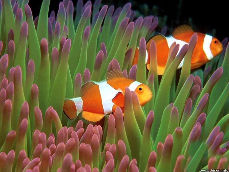 clownfish in sea anemone