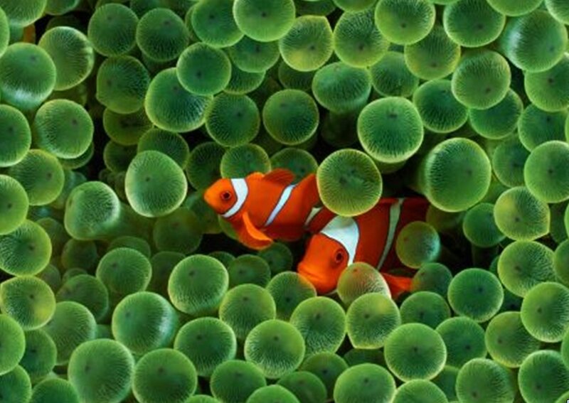 clownfish in sea anemone