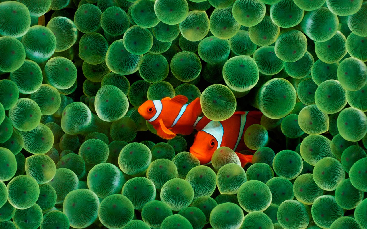 Clownfish in sea anemone