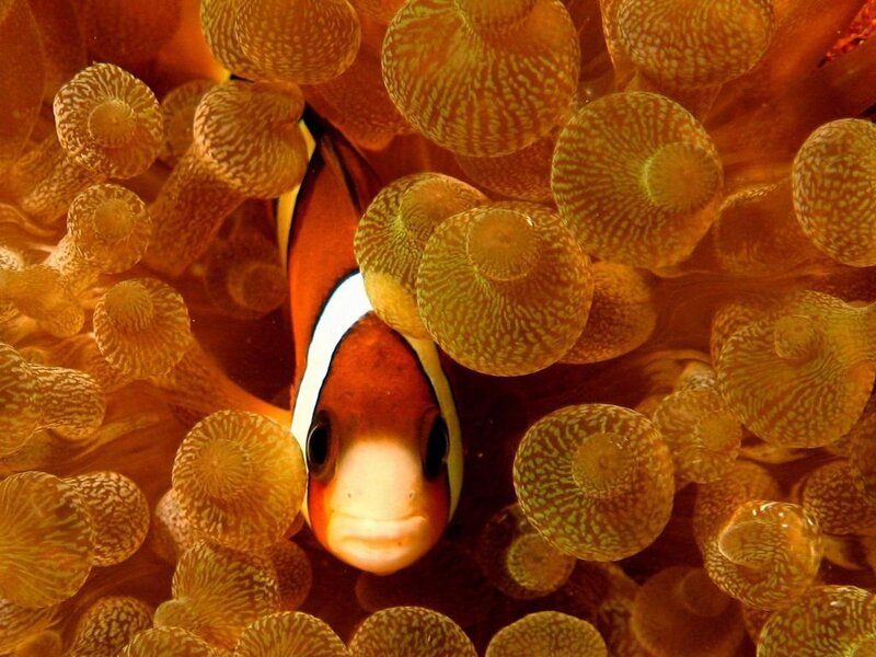 clownfish in sea anemone