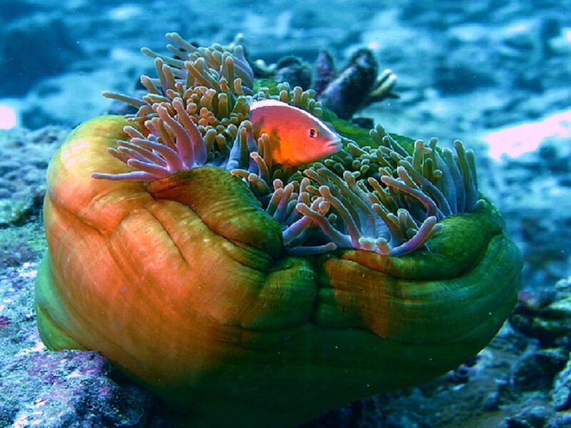 clownfish in sea anemone