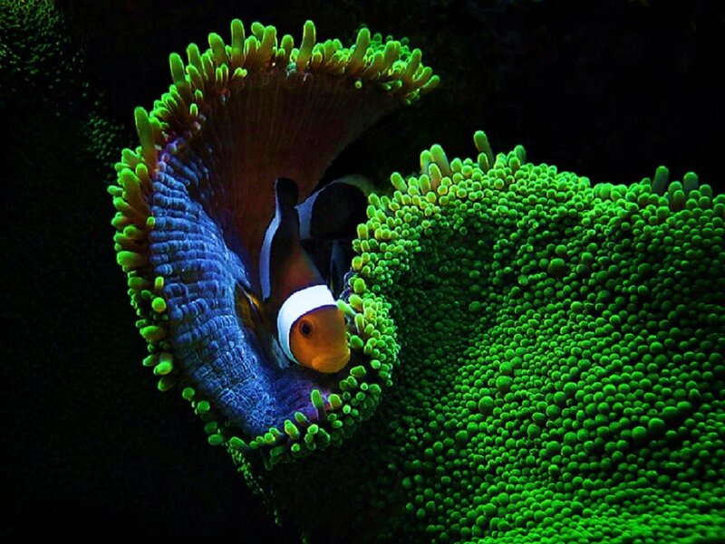 clownfish in sea anemone