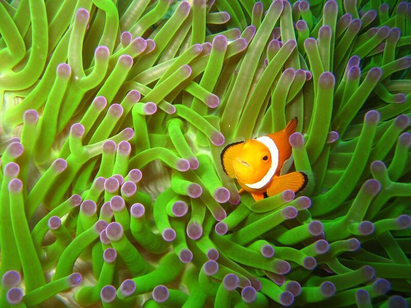 clownfish in sea anemone