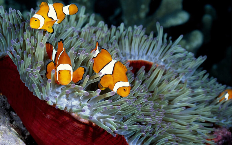 clownfish in sea anemone
